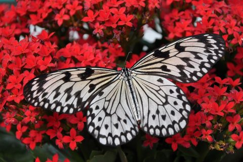 Phuket Butterfly Garden and Insect World