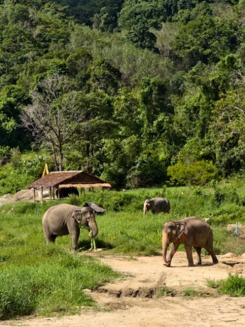 Phuket Elephant Sanctuary