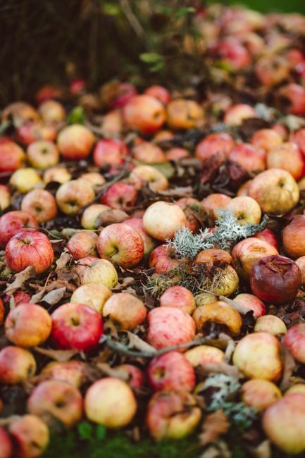 Cornwall Harvest and Cider Fair