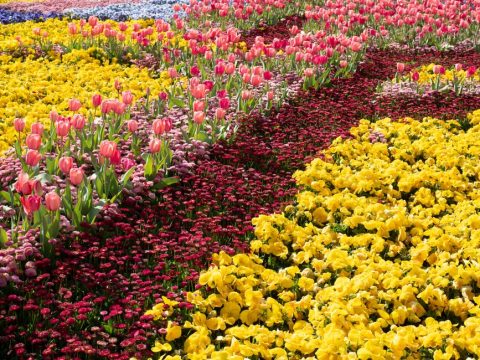 Cornwall Spring Flower and Garden Festival