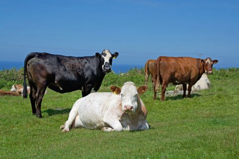 Dairyland Farm World