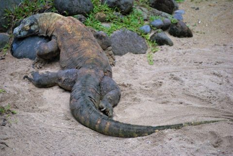 Blue Dragon Musiquarium and Coastal Cantina