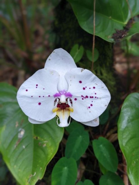 Hawaii Tropical Bioreserve & Garden