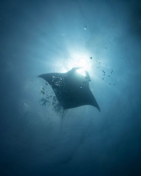 Manta Ray Night Snorkel/Dive