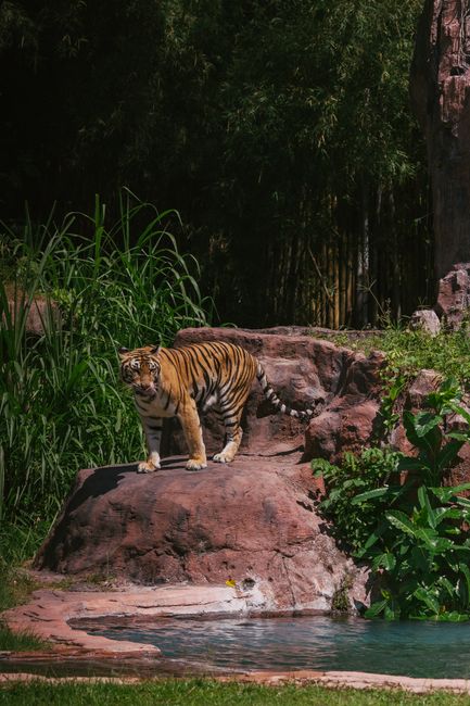 Panaewa Rainforest Zoo and Gardens