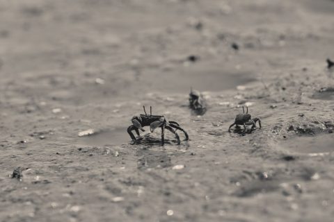 Crab Island