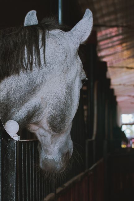 Lawton Stables