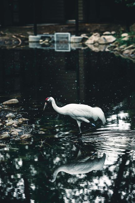 Whooping Crane Pond Nature Trail