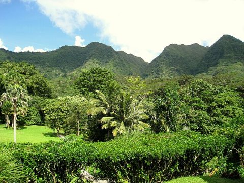 Lyon Arboretum