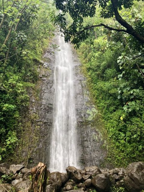 Manoa Falls Hike
