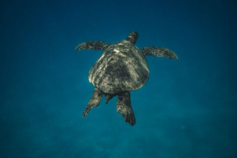Snorkeling Tours - Turtle Canyon