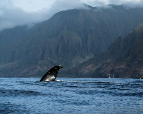 Humpback Whale Watching Season
