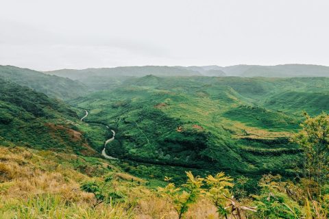 Kauai Coffee Company Estate