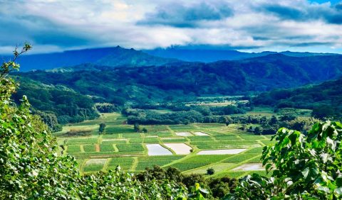 Kilohana Plantation