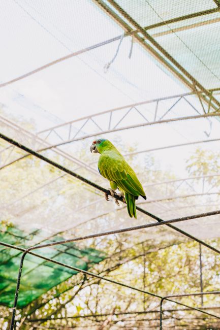Green Parrot Bar