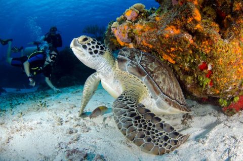 Snorkeling Trip to the Florida Reef