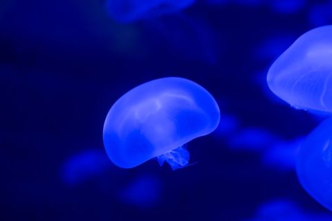 SEA LIFE Aquarium at The LINQ