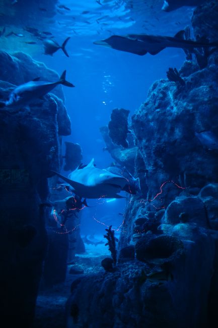 Shark Reef Aquarium at Mandalay Bay