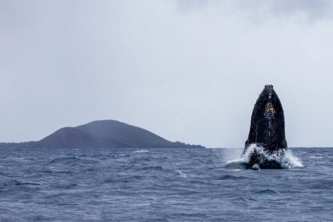 Humpback Whale Watching Cruise