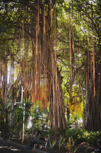 Lahaina Banyan Tree Park