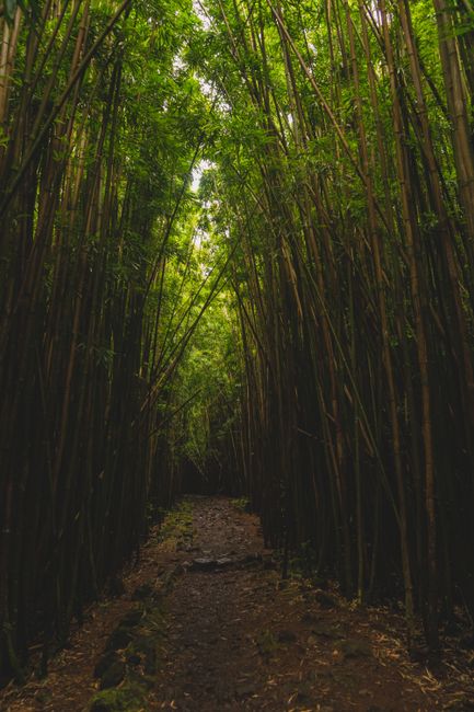 Pipiwai Trail & Waimoku Falls