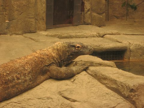 Komodo Miami