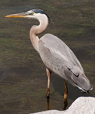 Huntington Beach State Park