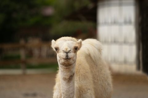 Waccatee Zoological Farm