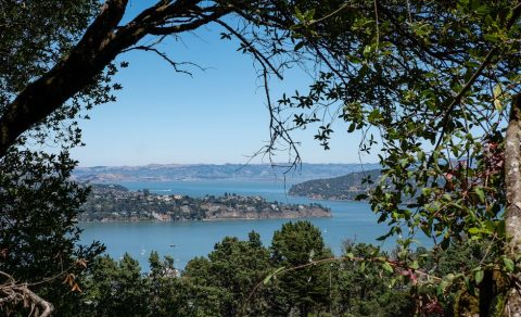 Muir Woods & Sausalito