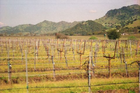 Napa & Sonoma Wine Country