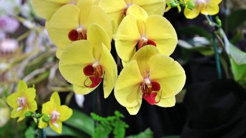 Santa Barbara International Orchid Show