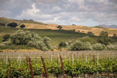 Santa Barbara Wine Country Tour