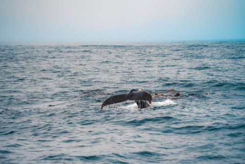 Whale Watching Cruise