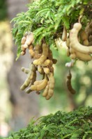 Pixwords odpovedi 16 písmen