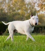 Pixwords odpovedi 18 písmen