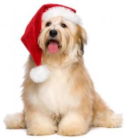 PixWords atsakymai 21 raidės