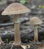 Pixwords Απαντήσεις 21 γράμματα