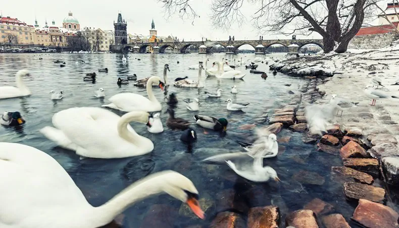 DUCK, SWAN, BRIDGE, PRAGUE, GULL