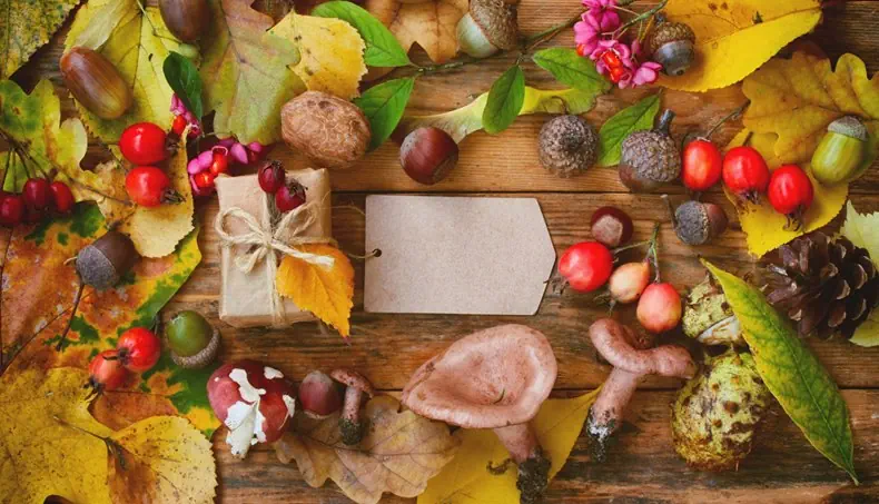 RUSSULA, MUSHROOM, ACORN, HAZELNUT, ROSEHIP