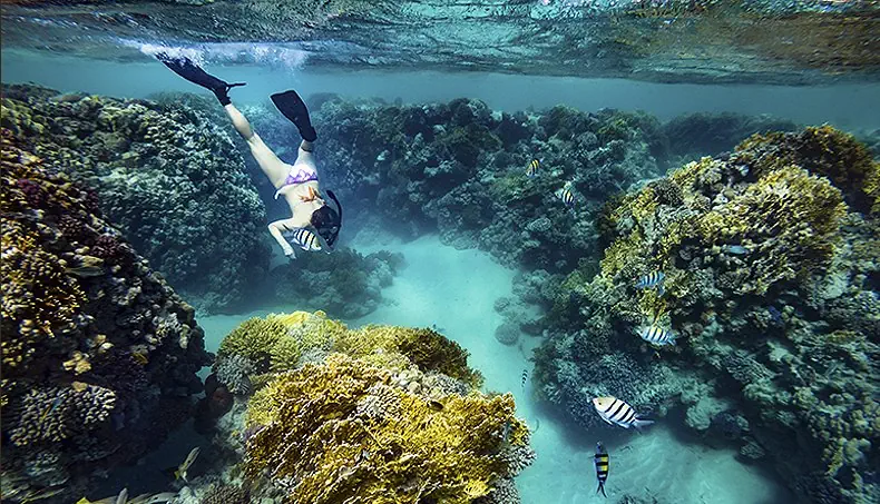 SNORKELING, TURQUOISE, CORAL, SEABED, FISH