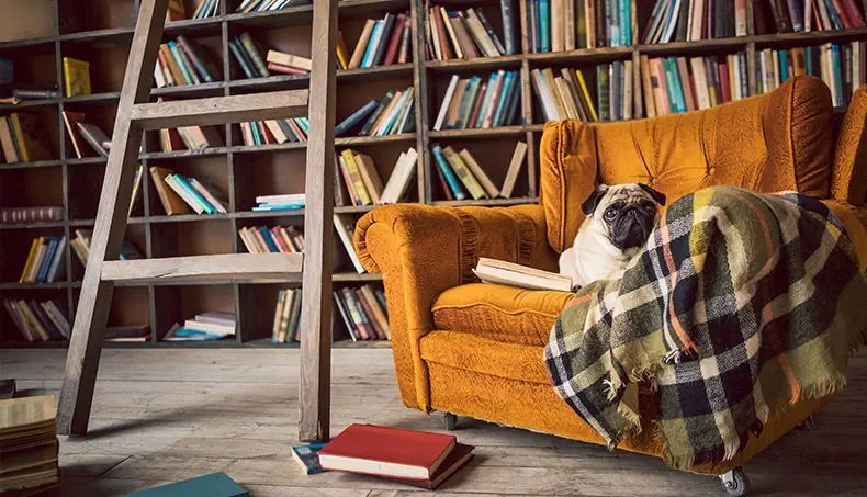 LIBRARY, ARMCHAIR, ARMREST, BOOK, BOOK COVER