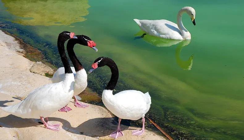 OISEAUX, CYGNE, COU, BEC, ÉTANG