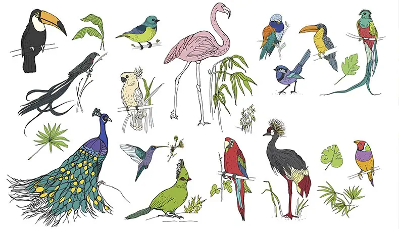 TOUCAN, FLAMANT, CACATUIDAE, COLIBRI, PAON