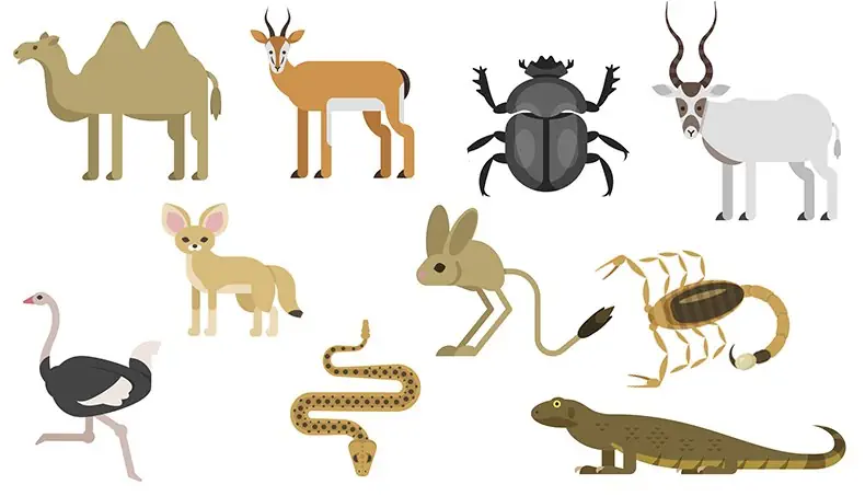 JERBOA, CAMEL, GAZELLE, SCORPION, FENNEC