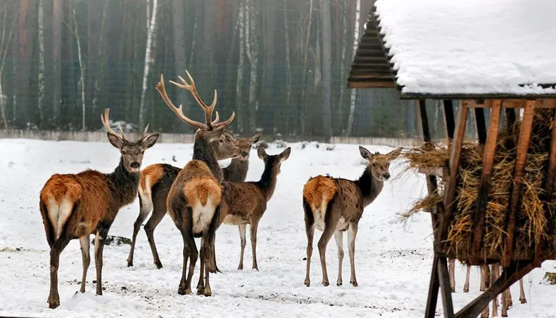 HERD, HAY, ANTLERS, DEER, ROOF