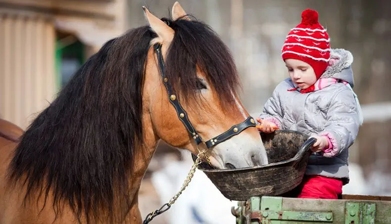 MANE, CHILD, HORSE, BRIDLE, WINTER JACKET