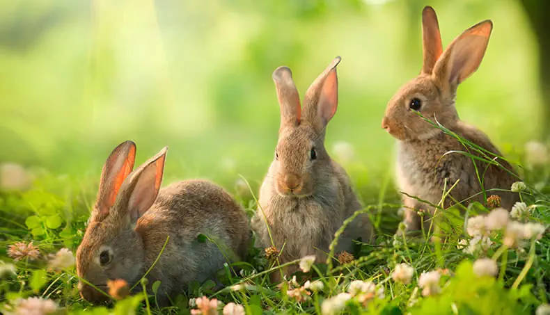 HERBE, LAPIN, OREILLES, TRÈFLE, TROIS