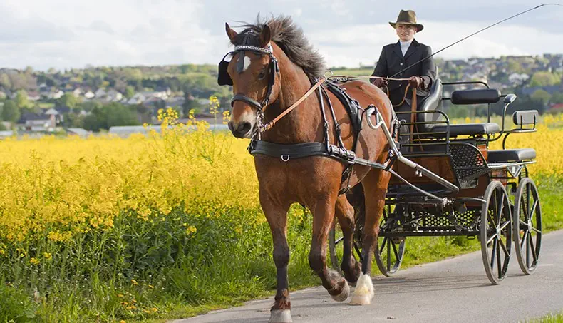 CARROZZA, CAVALLO, COCCHIERE, CRINIERA, GIALLO