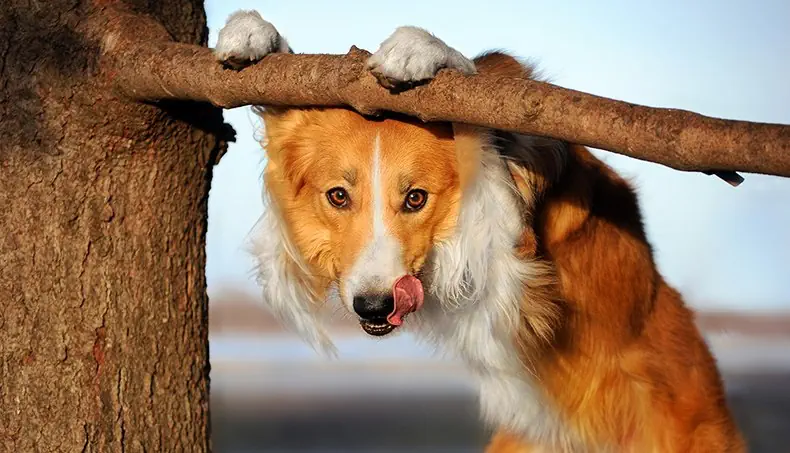 CHIEN, PATTE, LANGUE, BRANCHE, TRONC