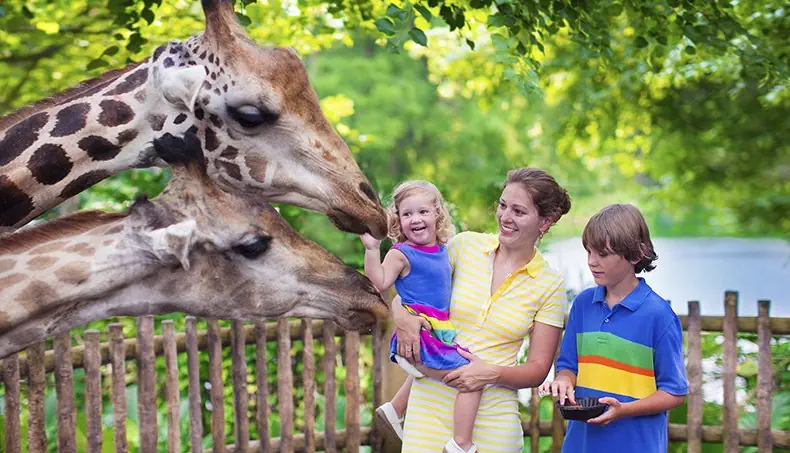 GIRAFFE, ZOOPARK, FAMILY, FENCE, NECK
